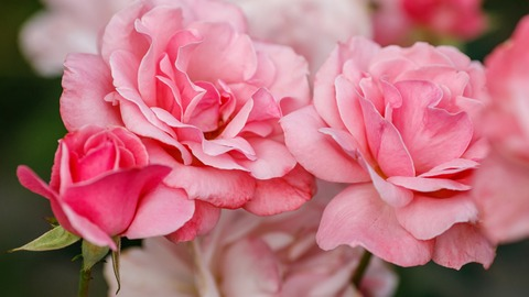 Header of addyrich
