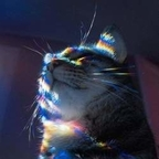 fedra profile picture