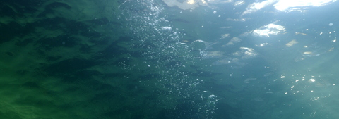 Header of freedive