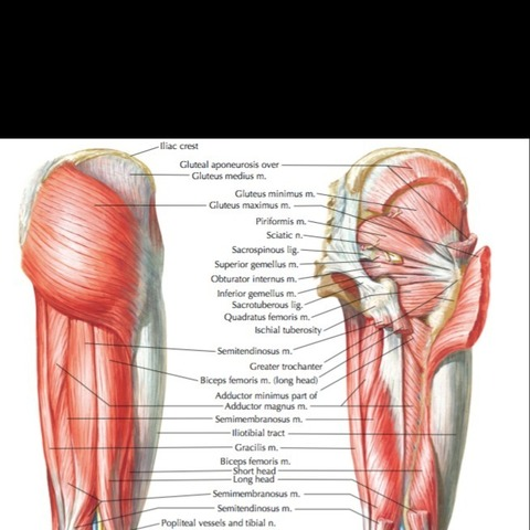 Header of gluteus.maximum