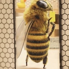 View hornetshoney (Hornet’s Honey🍯🐝) OnlyFans 49 Photos and 32 Videos for free 

 profile picture