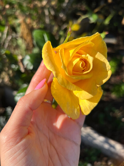 Header of itskosmickitty