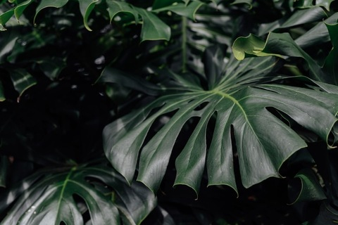 Header of katanababyxo