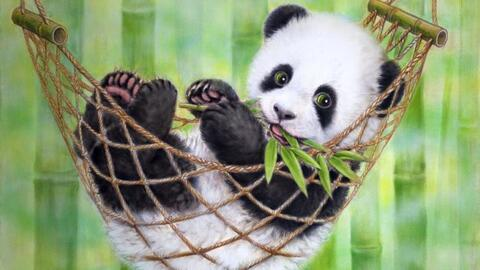 Header of little.panda18