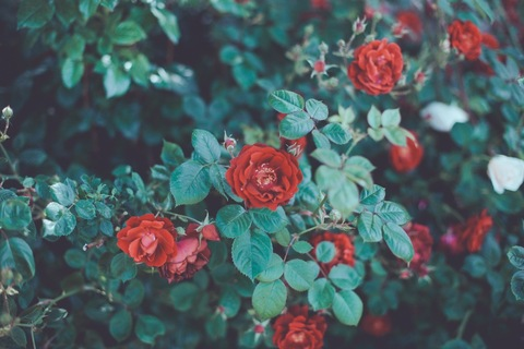 Header of lotusrose4free