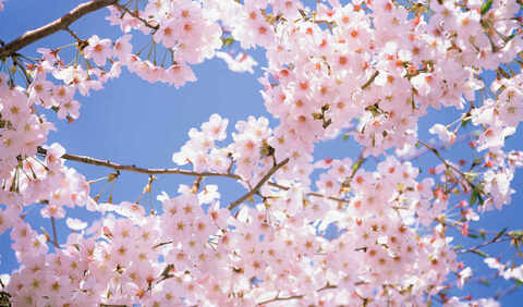 Header of sakura_cherry